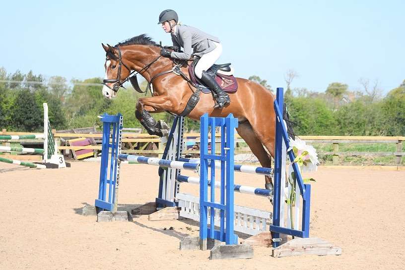 Le Rond D'Alembert Stallion